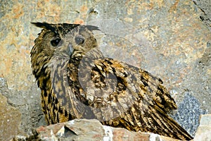 Owl in captivity, owl in the zoo