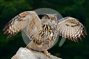 Owl with catch animal. Big Eurasian Eagle Owl with kill hedgehog in talon, sitting on stone. Wildlife scene from nature. Bird with