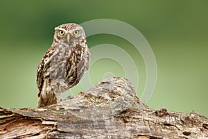 Owl with catch frog in talon. Little Owl, Athene noctua, bird in the nature habitat, clear green background. Bird with yellow eyes photo