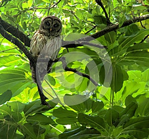 Owl and chefflera Tree