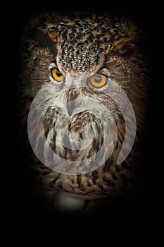 Owl with clear eyes and an angry look  is a large predatory owl. Isolated on black background