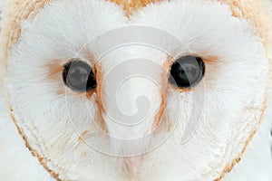 Owl close-up eye detail portrait white bird. Barn owl from Czech Republic. Detail of plumage feather with bill. Wildlife scene