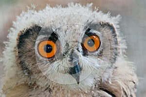 Owl close up eyes