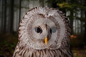 Owl, close up portrait in dark forest