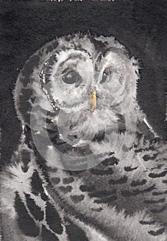 Owl closeup artwork portrait