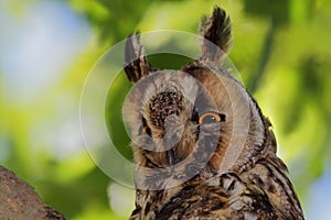 Long-eared owl.