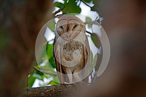 Owl from Costa Rica. Magic bird Barn owl, Tyto alba, sitting on tree branch in evening light. White bird in dark forest.