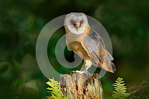 Owl in the dark forest. Barn owl, Tito alba, nice bird sitting on stone fence in forest cemetery with green fern, nice blurred lig