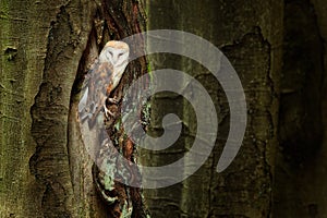 Owl in the dark forest. Barn owl, Tyto alba, nice bird sitting on the old tree stump with green fern, nice blurred light green the photo