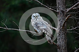 Owl in dark forest, Sweden. Great grey owl, Strix nebulosa, sitting on broken down tree stump with green forest in background. Wil photo