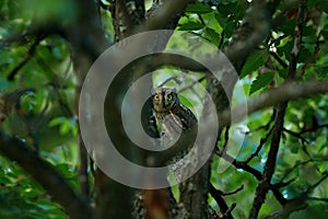 Owl in the dark green vegetation, hidden in the forest. Common Scops Owl, Otus scops, little owl in the nature, sitting on the gre