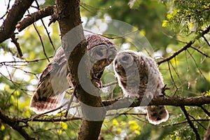Owl of The day and a Owlet photo