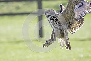 Owl distracted from catching prey