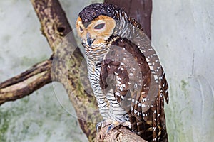 Owl on a dry tree. Malaysia