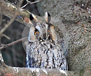 An owl eared Asio Otus sits on a tree