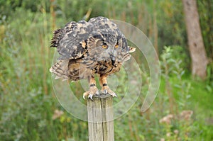 Owl eating a mouse photo