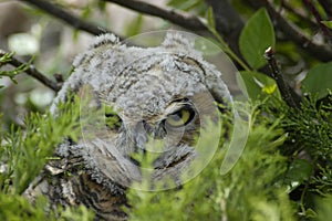 Owl endangered