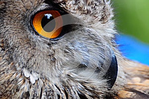 Owl Eye