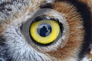 Owl eye