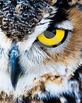 Owl Eye