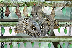 Owl-eye butterfly
