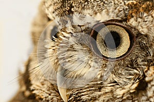 Owl Eye Close Up