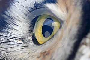 Owl eye