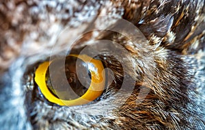 Owl eye