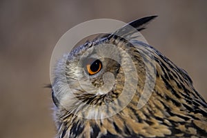 Owl eye detail close up macro