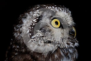 Owl eye detail close up macro