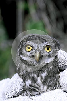 Owl eye. Owl near the house