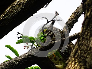 Owl eye photograph