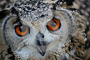 Owl eyes