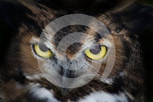 Owl Eyes