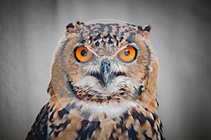 The owl eyes