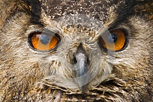 Owl eyes photo