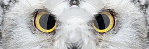 Owl eyes close-up, eyes of the Snowy Owl, Bubo scandiacus