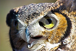 Owl face closeup