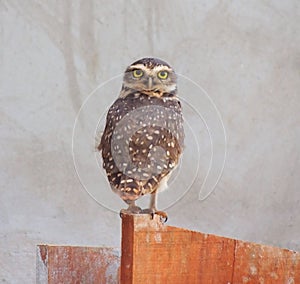 Owl on a fance photo