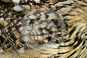 Owl Feathers