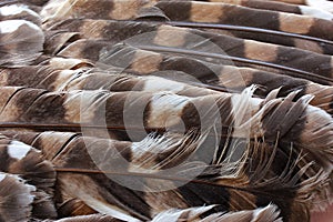 Owl Feathers