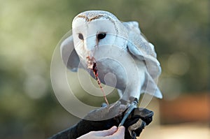 Owl feeding