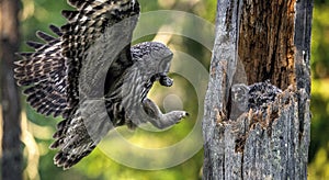 The owl feeds the chicks sitting in the nest in the hollow of an old tree.