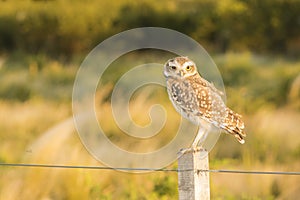 Owl on a Fence