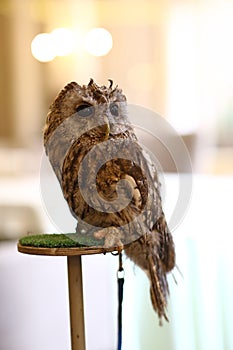 Wild owl and filin close up photo as ttraction on kids birthday party