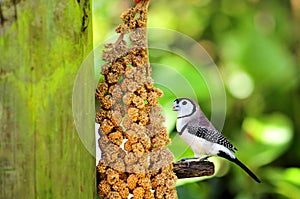 Owl Finch bird feeding in aviary, Florida photo