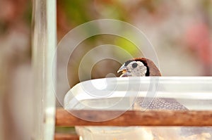 Owl Finch bird inside food bowl in aviary