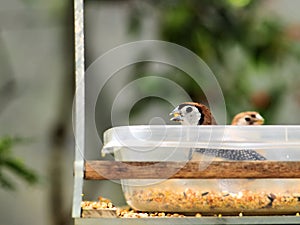 Owl Finch bird inside food bowl in aviary in Florida