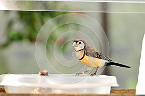 Owl Finch bird perched on bowl in aviary photo