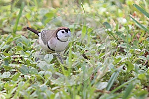 Owl finch or Double-barred finch